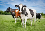 Закладывайте будущую продуктивность коровы в сухостойный период